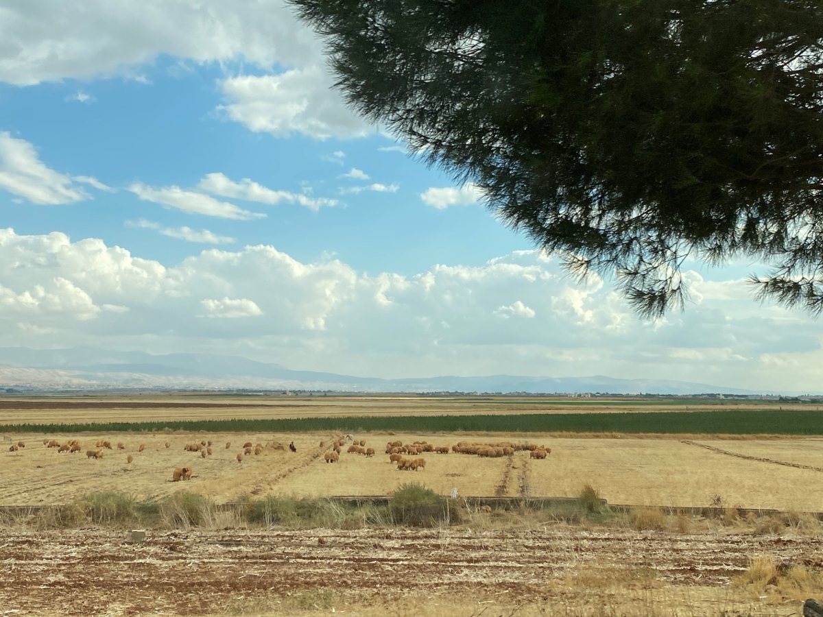 Fields and grazing sheep in the Beqaa Valley, Lebanon